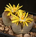 Нажмите на изображение для увеличения.

Название:	Lithops_localis_C345_IMG_7306.jpg
Просмотров:	113
Размер:	116.2 Кб
ID:	320019