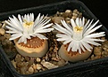 Нажмите на изображение для увеличения.

Название:	Lithops_hallii_v_ochracea_C59_IMG_7332.jpg
Просмотров:	125
Размер:	97.7 Кб
ID:	320020