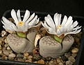 Нажмите на изображение для увеличения.

Название:	Lithops_julii_chrysocephala_C205_IMG_7338.jpg
Просмотров:	119
Размер:	92.8 Кб
ID:	320021