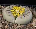 Нажмите на изображение для увеличения.

Название:	Lithops_gracilidelineata_ssp_brandbergensis_C383_IMG_6976.jpg
Просмотров:	148
Размер:	103.5 Кб
ID:	320022
