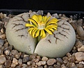 Нажмите на изображение для увеличения.

Название:	Lithops_gracilidelineata_ssp_brandbergensis_C383_IMG_6976.jpg
Просмотров:	125
Размер:	103.5 Кб
ID:	320022