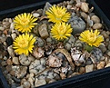 Нажмите на изображение для увеличения.

Название:	Lithops_werneri_C188_IMG_6993.jpg
Просмотров:	135
Размер:	122.2 Кб
ID:	320023