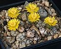 Нажмите на изображение для увеличения.

Название:	Lithops_werneri_C188_IMG_6993.jpg
Просмотров:	112
Размер:	122.2 Кб
ID:	320023