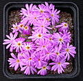 Нажмите на изображение для увеличения.

Название:	Conophytum_sellatum.jpg
Просмотров:	137
Размер:	161.9 Кб
ID:	320025