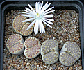 Нажмите на изображение для увеличения.

Название:	Lithops_julii_fulleri_C203.jpg
Просмотров:	118
Размер:	140.9 Кб
ID:	320026