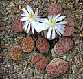 Нажмите на изображение для увеличения.

Название:	Lithops_karasmontana_lericheana_C267.jpg
Просмотров:	120
Размер:	160.9 Кб
ID:	320027