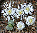 Нажмите на изображение для увеличения.

Название:	Lithops_marmorata.jpg
Просмотров:	125
Размер:	172.9 Кб
ID:	320028