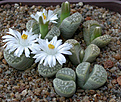 Нажмите на изображение для увеличения.

Название:	Lithops_marmorata_diutina_C260.jpg
Просмотров:	139
Размер:	131.1 Кб
ID:	320029