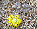 Нажмите на изображение для увеличения.

Название:	Lithops_naureniae_PV1000.jpg
Просмотров:	149
Размер:	166.4 Кб
ID:	320030