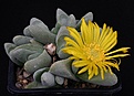 Нажмите на изображение для увеличения.

Название:	Glottiphyllum_oligocarpum_SL84-102_IMG_7413.jpg
Просмотров:	163
Размер:	89.0 Кб
ID:	320034