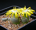 Нажмите на изображение для увеличения.

Название:	Lithops_geyeri_hillii_C233.jpg
Просмотров:	157
Размер:	116.5 Кб
ID:	320065