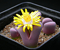 Нажмите на изображение для увеличения.

Название:	Lithops_meyeri_Hammeruby.jpg
Просмотров:	160
Размер:	90.0 Кб
ID:	320066