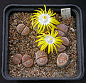 Нажмите на изображение для увеличения.

Название:	Lithops_olivacea_nebrownii_C162B.jpg
Просмотров:	143
Размер:	166.2 Кб
ID:	320067