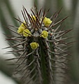 Нажмите на изображение для увеличения.

Название:	Euphorbiabaioensis.JPG
Просмотров:	254
Размер:	77.5 Кб
ID:	320117