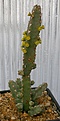 Нажмите на изображение для увеличения.

Название:	Euphorbia_sp_IMG_4137.jpg
Просмотров:	231
Размер:	70.9 Кб
ID:	320119