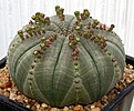Нажмите на изображение для увеличения.

Название:	Euphorbia_symmetrica_IMG_4149.jpg
Просмотров:	252
Размер:	146.3 Кб
ID:	320120