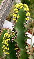 Нажмите на изображение для увеличения.

Название:	Euphorbia_tetragona_IMG_4895.jpg
Просмотров:	220
Размер:	87.8 Кб
ID:	320121