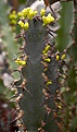Нажмите на изображение для увеличения.

Название:	Euphorbia_evansii_IMG_4898.jpg
Просмотров:	222
Размер:	76.6 Кб
ID:	320122
