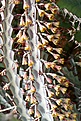 Нажмите на изображение для увеличения.

Название:	Euphorbia_greenwayi_IMG_4905.jpg
Просмотров:	217
Размер:	142.0 Кб
ID:	320123