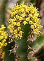 Нажмите на изображение для увеличения.

Название:	Euphorbia_tetragona_IMG_5370.jpg
Просмотров:	212
Размер:	104.5 Кб
ID:	320124