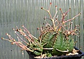 Нажмите на изображение для увеличения.

Название:	Euphorbia_valida_IMG_8277.jpg
Просмотров:	249
Размер:	129.4 Кб
ID:	320137