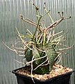 Нажмите на изображение для увеличения.

Название:	Euphorbia_valida_IMG_8282.jpg
Просмотров:	253
Размер:	148.6 Кб
ID:	320138