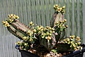 Нажмите на изображение для увеличения.

Название:	Euphorbia_tubiglans_IMG_8266.jpg
Просмотров:	257
Размер:	115.3 Кб
ID:	320139