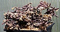 Нажмите на изображение для увеличения.

Название:	Euphorbia_cylindrifolia_ssp_tuberifera_IMG_8303.jpg
Просмотров:	224
Размер:	125.5 Кб
ID:	320141