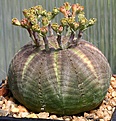 Нажмите на изображение для увеличения.

Название:	Euphorbia_symmetrica_IMG_8288.jpg
Просмотров:	234
Размер:	192.2 Кб
ID:	320142