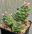 Нажмите на изображение для увеличения.

Название:	Monadenium_ritchei_v_marsabitensis_13696Kenya_IMG_9754.jpg
Просмотров:	224
Размер:	103.1 Кб
ID:	320159