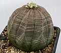 Нажмите на изображение для увеличения.

Название:	Euphorbia_obesa_male_IMG_2678.jpg
Просмотров:	209
Размер:	108.8 Кб
ID:	320188