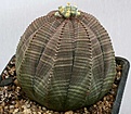 Нажмите на изображение для увеличения.

Название:	Euphorbia_obesa_male_IMG_2678.jpg
Просмотров:	189
Размер:	108.8 Кб
ID:	320188