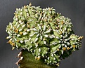 Нажмите на изображение для увеличения.

Название:	Euphorbia_sepulta_IMG_7017.jpg
Просмотров:	206
Размер:	130.2 Кб
ID:	320190