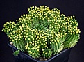 Нажмите на изображение для увеличения.

Название:	Euphorbia_suzannae_IMG_7479.jpg
Просмотров:	188
Размер:	138.7 Кб
ID:	320210