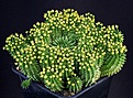 Нажмите на изображение для увеличения.

Название:	Euphorbia_suzannae_IMG_7479.jpg
Просмотров:	163
Размер:	138.7 Кб
ID:	320210