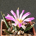 Нажмите на изображение для увеличения.

Название:	Ariocarpusagavoides2512x512.jpg
Просмотров:	273
Размер:	228.5 Кб
ID:	320224