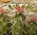 Нажмите на изображение для увеличения.

Название:	Echinocereus brandegeei.jpg
Просмотров:	180
Размер:	70.4 Кб
ID:	320230