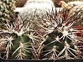 Нажмите на изображение для увеличения.

Название:	Echinocereus davisii.jpg
Просмотров:	186
Размер:	102.9 Кб
ID:	320231