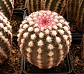 Нажмите на изображение для увеличения.

Название:	Echinocereus pectinatus.jpg
Просмотров:	182
Размер:	81.8 Кб
ID:	320233