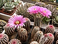 Нажмите на изображение для увеличения.

Название:	Echinocereus reichenbachii v.perbellus Belva.jpg
Просмотров:	167
Размер:	94.4 Кб
ID:	320234