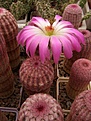 Нажмите на изображение для увеличения.

Название:	Echinocereus rigidissimus v rubispinus.jpg
Просмотров:	167
Размер:	92.5 Кб
ID:	320235