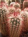 Нажмите на изображение для увеличения.

Название:	Echinocereus russanthus.jpg
Просмотров:	157
Размер:	97.6 Кб
ID:	320236