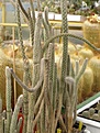 Нажмите на изображение для увеличения.

Название:	Echinocereus (Wilcoxia).jpg
Просмотров:	173
Размер:	103.1 Кб
ID:	320237