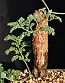 Нажмите на изображение для увеличения.

Название:	Pelargoniumtriste.jpg
Просмотров:	264
Размер:	199.2 Кб
ID:	320253