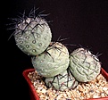 Нажмите на изображение для увеличения.

Название:	Tephrocactus_geometricus_Fiambala_IMG_7570.jpg
Просмотров:	206
Размер:	142.7 Кб
ID:	320360