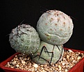 Нажмите на изображение для увеличения.

Название:	Tephrocactus_geometricus_Fiambala_IMG_7574.jpg
Просмотров:	195
Размер:	126.5 Кб
ID:	320361