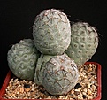 Нажмите на изображение для увеличения.

Название:	Tephrocactus_geometricus_Fiambala_IMG_7596.jpg
Просмотров:	203
Размер:	154.5 Кб
ID:	320362