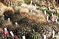 Нажмите на изображение для увеличения.

Название:	Neoporterias_IMG_7782.jpg
Просмотров:	279
Размер:	179.9 Кб
ID:	320381