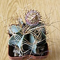 Нажмите на изображение для увеличения.

Название:	Astrophytum_senile_aureumP2897512x512.jpg
Просмотров:	186
Размер:	199.3 Кб
ID:	320423
