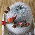 Нажмите на изображение для увеличения.

Название:	Aylostera_albipilosa-Copy512x512.jpg
Просмотров:	185
Размер:	240.2 Кб
ID:	320427